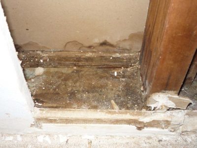 Mold Damage Removal