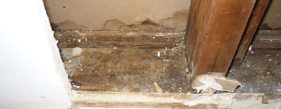 Mold Damage Removal
