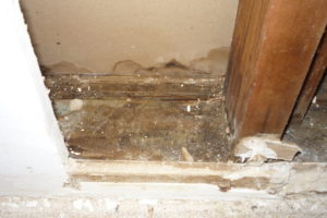 ServiceMaster SRQ: The Mold Removal Experts