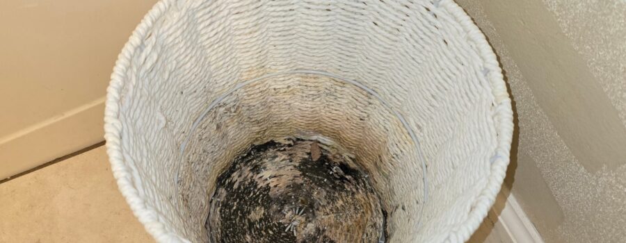 Mold from Water Damage