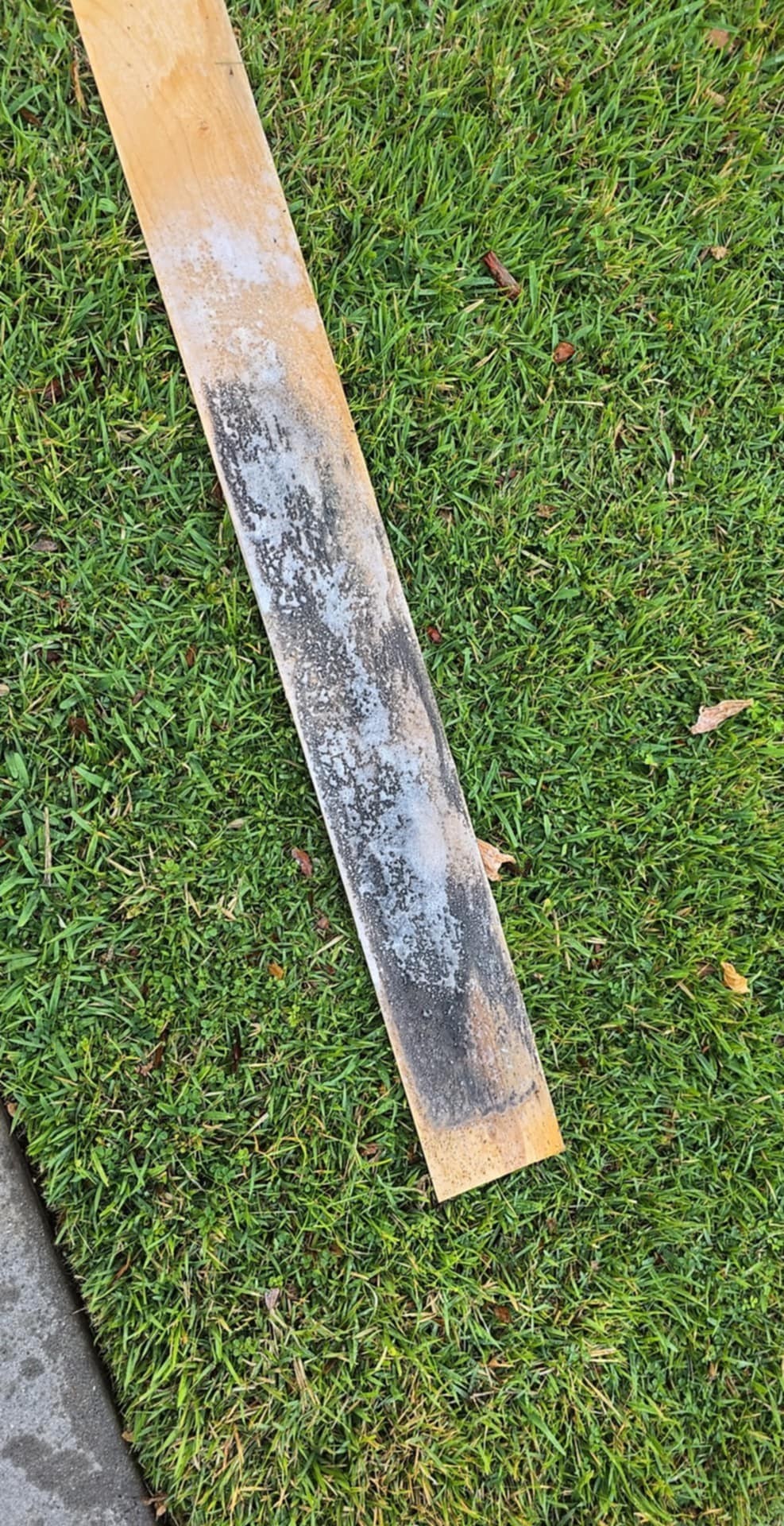 Visible mold growth on a residential wood trim board before professional mold remediation in Bradenton, Florida.