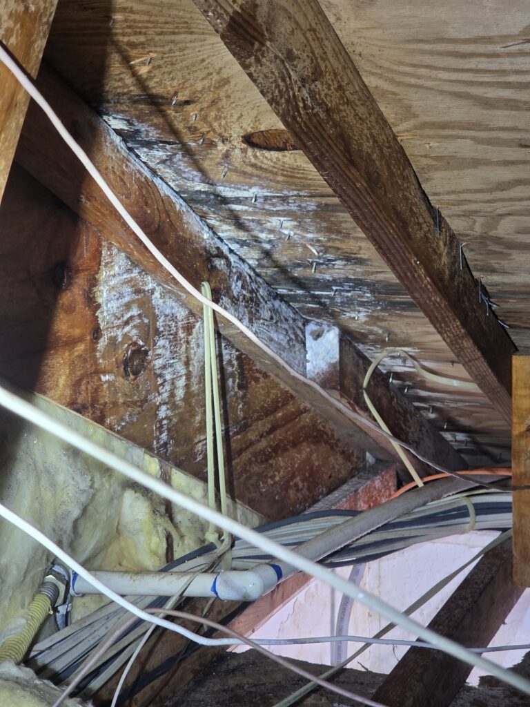Localized mold contamination on attic structural wood after roof leak in University Park Florida