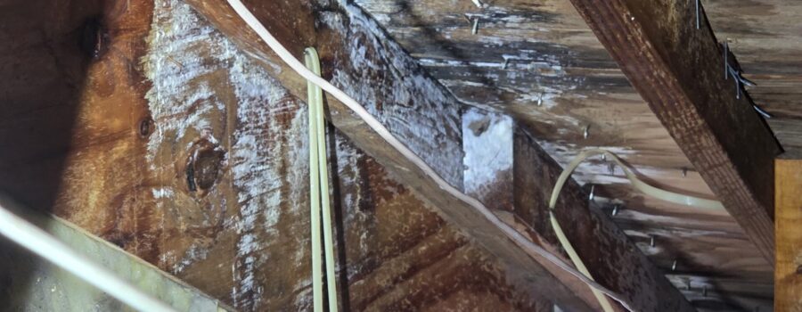 Localized mold contamination on attic structural wood after roof leak in University Park Florida